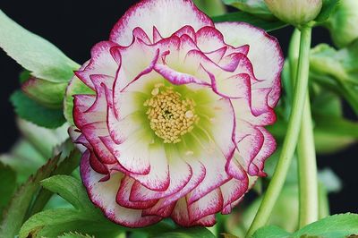 Helleborus Winter Jewels® 'Rose Quartz' Hellebore