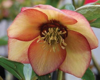 Helleborus Winter Jewels® 'Apricot Blush' Hellebore