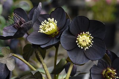 Helleborus Winter Jewels® 'Black Diamond' Hellebore