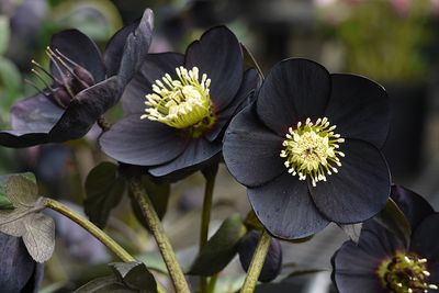 Helleborus Winter Jewels® 'Black Diamond' Hellebore