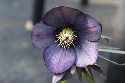 Helleborus Winter Jewels® 'Blue Diamond' Hellebore