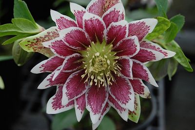 Helleborus Winter Jewels® 'Painted Doubles' Hellebore
