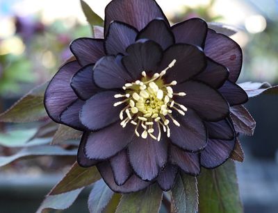 Helleborus Winter Jewels® 'Onyx Odyssey' Hellebore