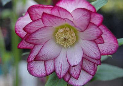 Helleborus Winter Jewels® 'Peppermint Ice' Hellebore