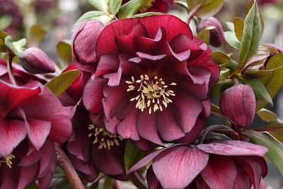 Helleborus Winter Jewels® 'Red Sapphire' Hellebore