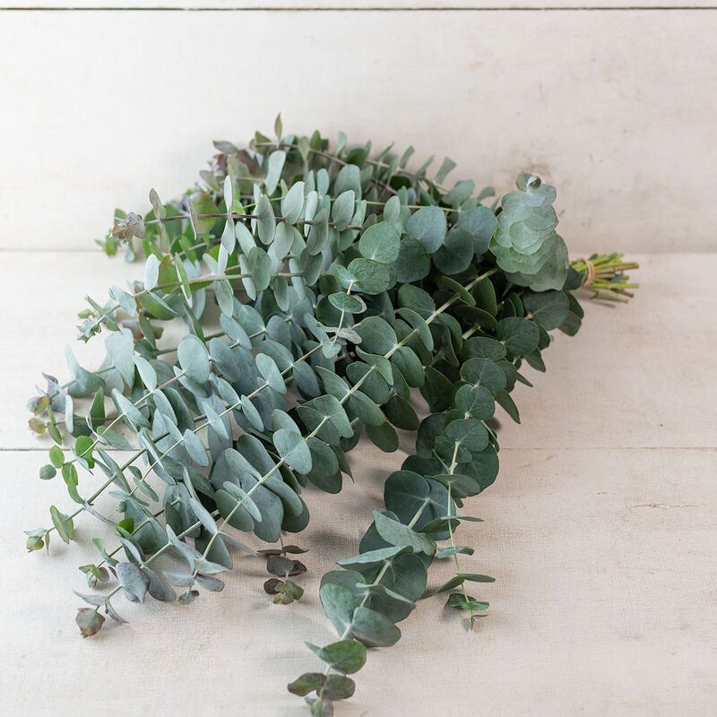 Eucalyptus ‘Baby Blue’