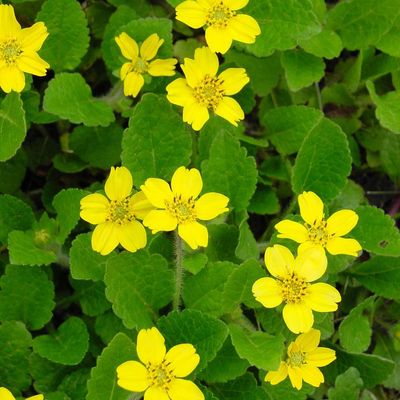 Chrysogonum virginianum Allen Bush