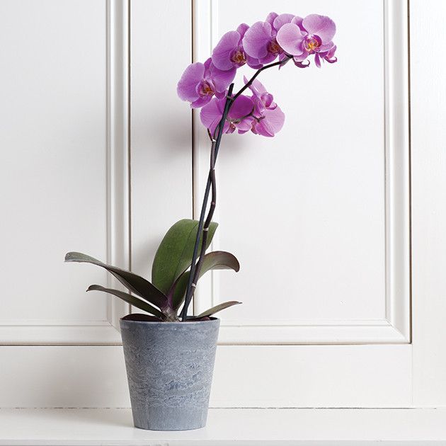 Cache Pot Planter 5"