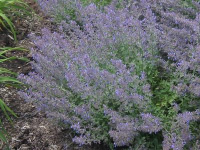 Nepeta x faassenii Junior Walker