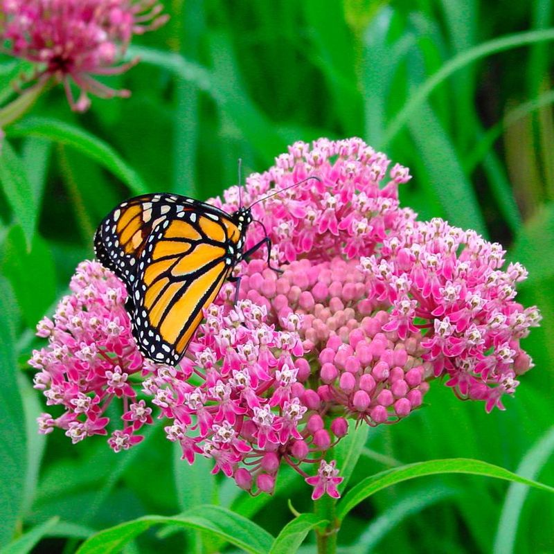 Asclepias incarnata Swamp Milkweed