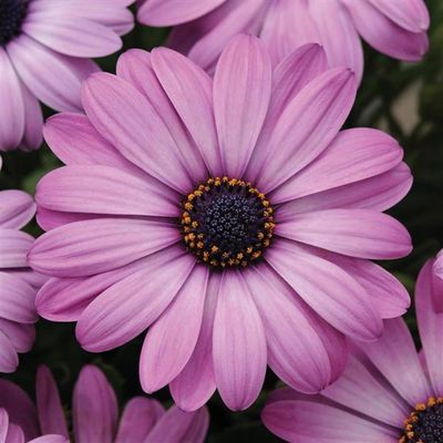 Osteospermum Akila® Lavender Shades African Daisy