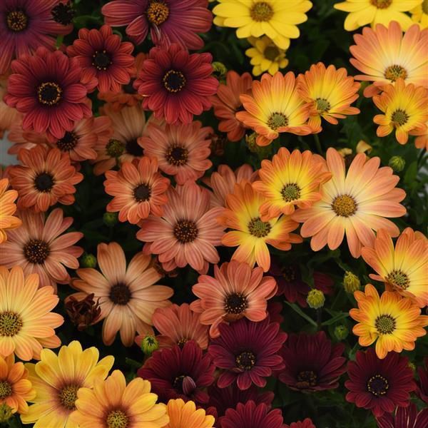 Osteospermum Akila® Sunset Shades African Daisy