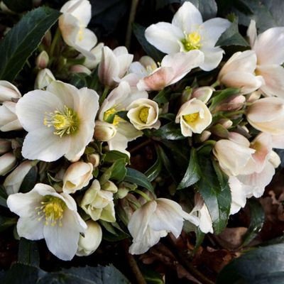 Helleborus HGC® 'Joker' Hellebore