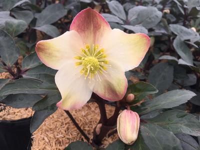 Helleborus HGC® 'Mahogany Snow' Hellebore