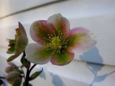 Helleborus 'Winter Bells' Hellebore