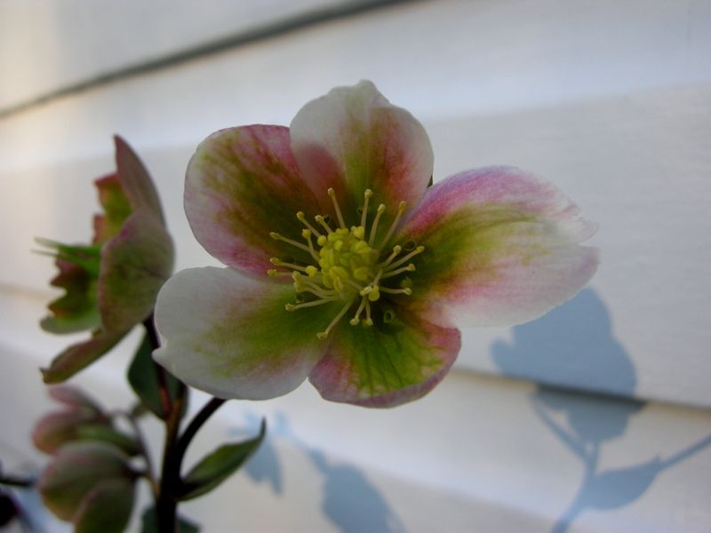 Helleborus 'Winter Bells' Hellebore