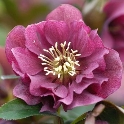 Helleborus Double Ellen® Red Hellebore