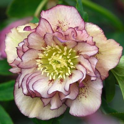 Helleborus Double Ellen® Picotee Hellebore