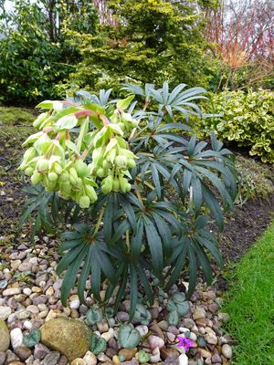 Helleborus foetidus Bearsfoot Hellebore