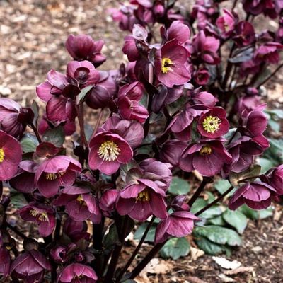 Helleborus Ice N' Roses® 'Barolo' Hellebore