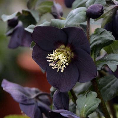 Helleborus Honeymoon® New York Night Hellebore