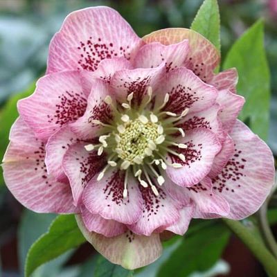 Helleborus Double Ellen® Pink Spotted Hellebore