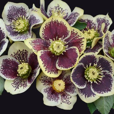 Helleborus Honeymoon® Rio Carnival Hellebore