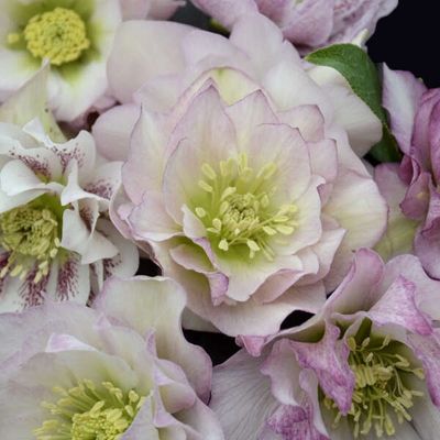 Helleborus Wedding Party® Flower Girl Hellebore
