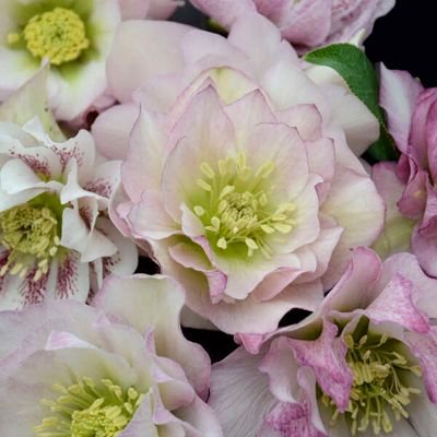 Helleborus Wedding Party® Flower Girl Hellebore