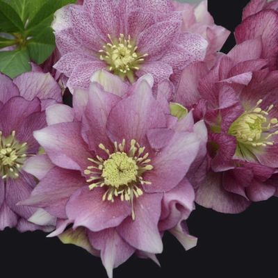 Helleborus Wedding Party® Maid of Honor Hellebore