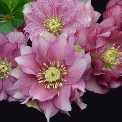 Helleborus Wedding Party® Maid of Honor Hellebore