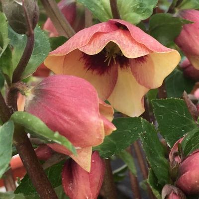 Helleborus Honeymoon® Sandy Shores Hellebore