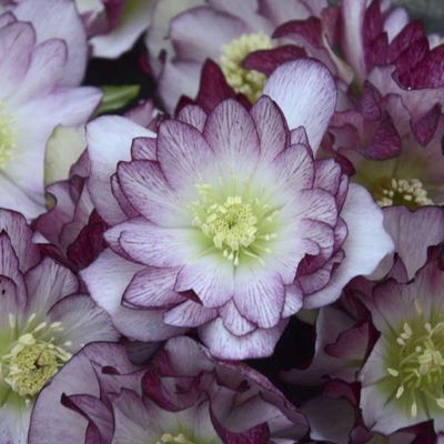 Helleborus Wedding Party® Blushing Bridesmaid Hellebore
