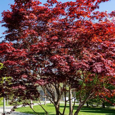 Acer palmatum 'Emperor I' Japanese Maple