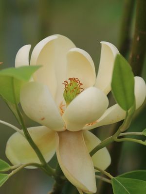Magnolia virginiana 'Moonglow'
