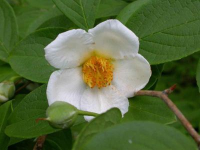 Stewartia pseudocamellia Japanese Stewartia