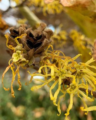 Hamamelis virginiana American Witch Hazel