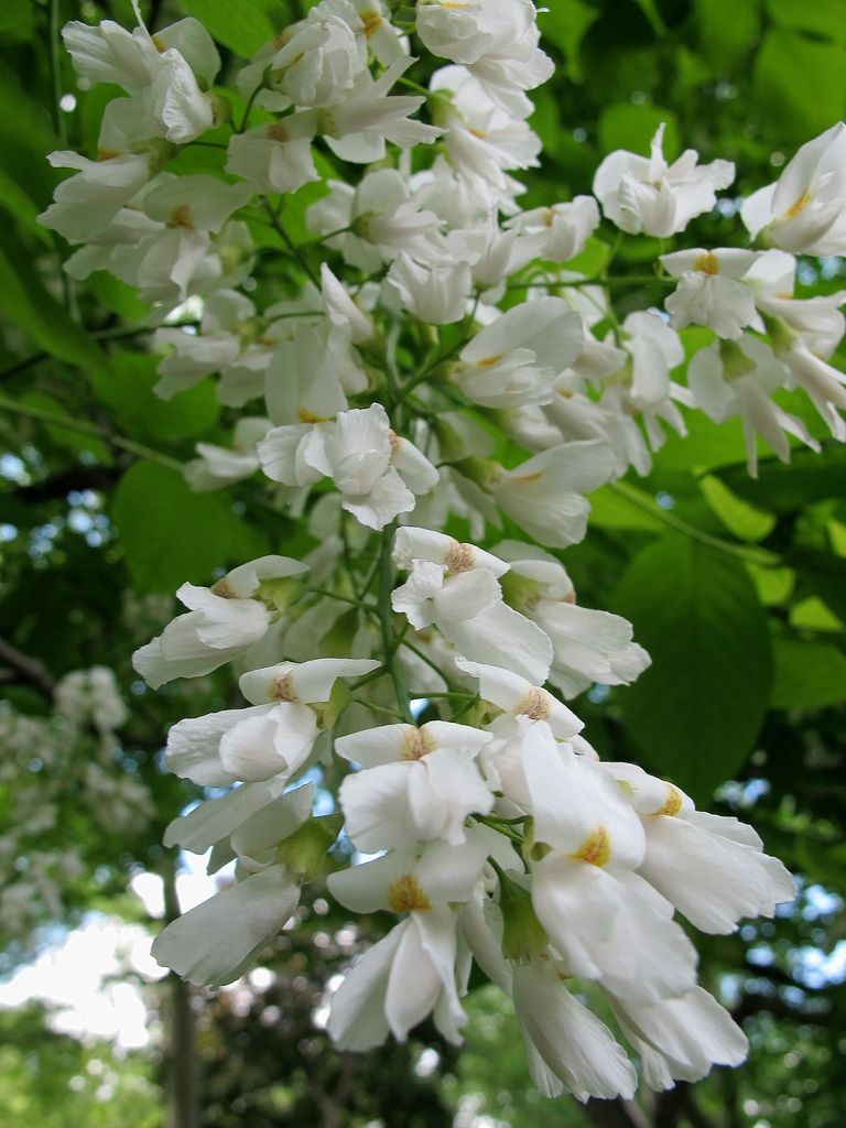 Cladrastis kentukea Yellowwood