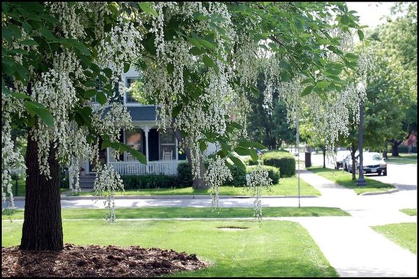 Cladrastis kentukea Yellowwood