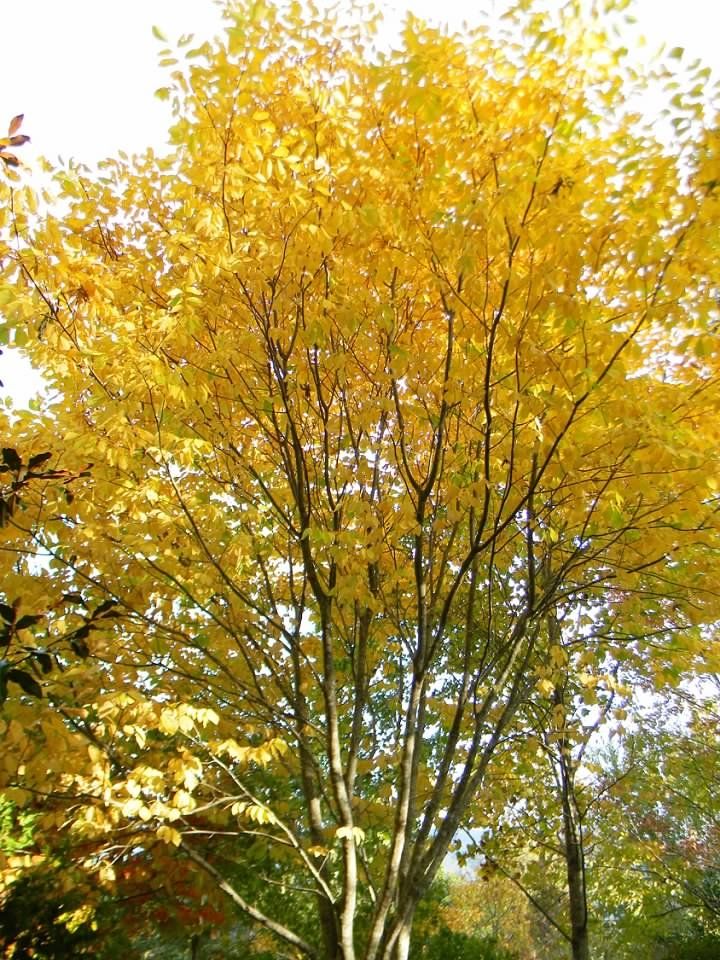 Cladrastis kentukea Yellowwood