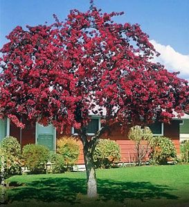 Malus 'Prairifire' Crabapple
