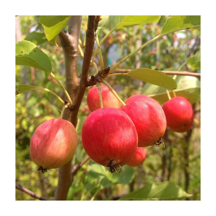 Malus dolgo Crabapple