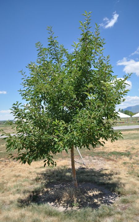 Malus dolgo Crabapple