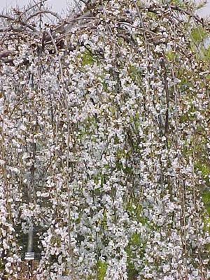 Prunus × Snow Fountains® Weeping Cherry