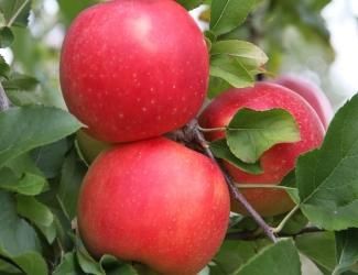 Malus domestica RubyRush™ Apple Tree