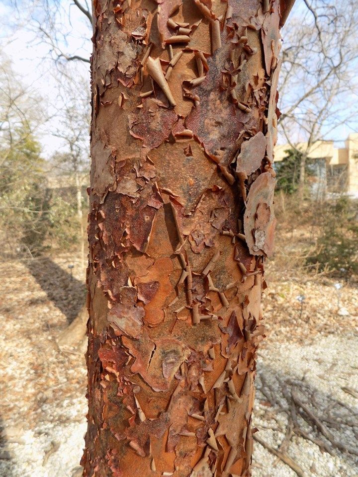 Acer griseum Paperbark Maple