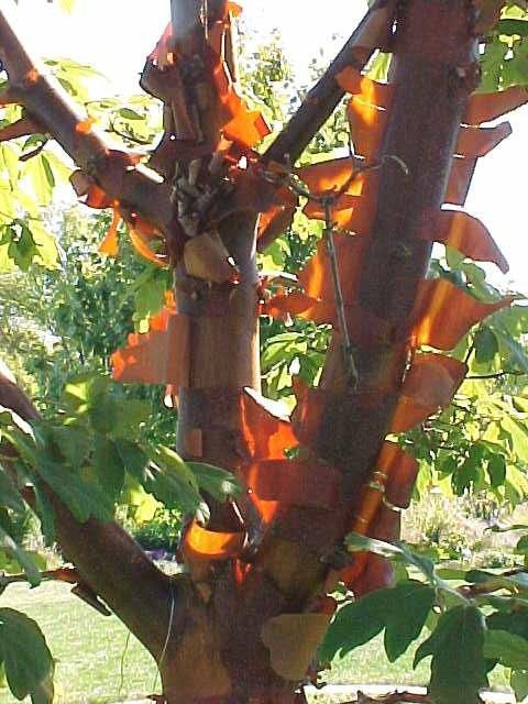 Acer griseum Paperbark Maple