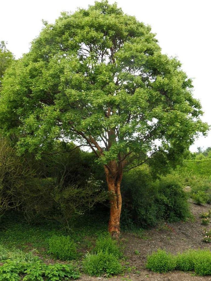 Acer griseum Paperbark Maple