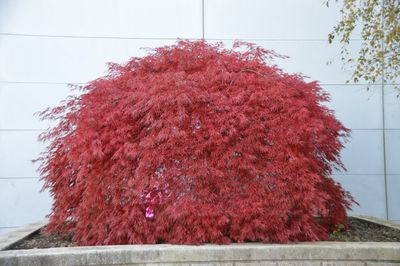 Acer palmatum 'Tamukeyama' Japanese Maple