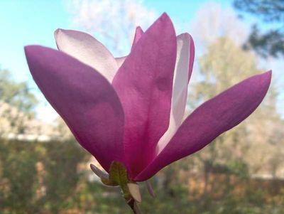 Magnolia x 'Jane'